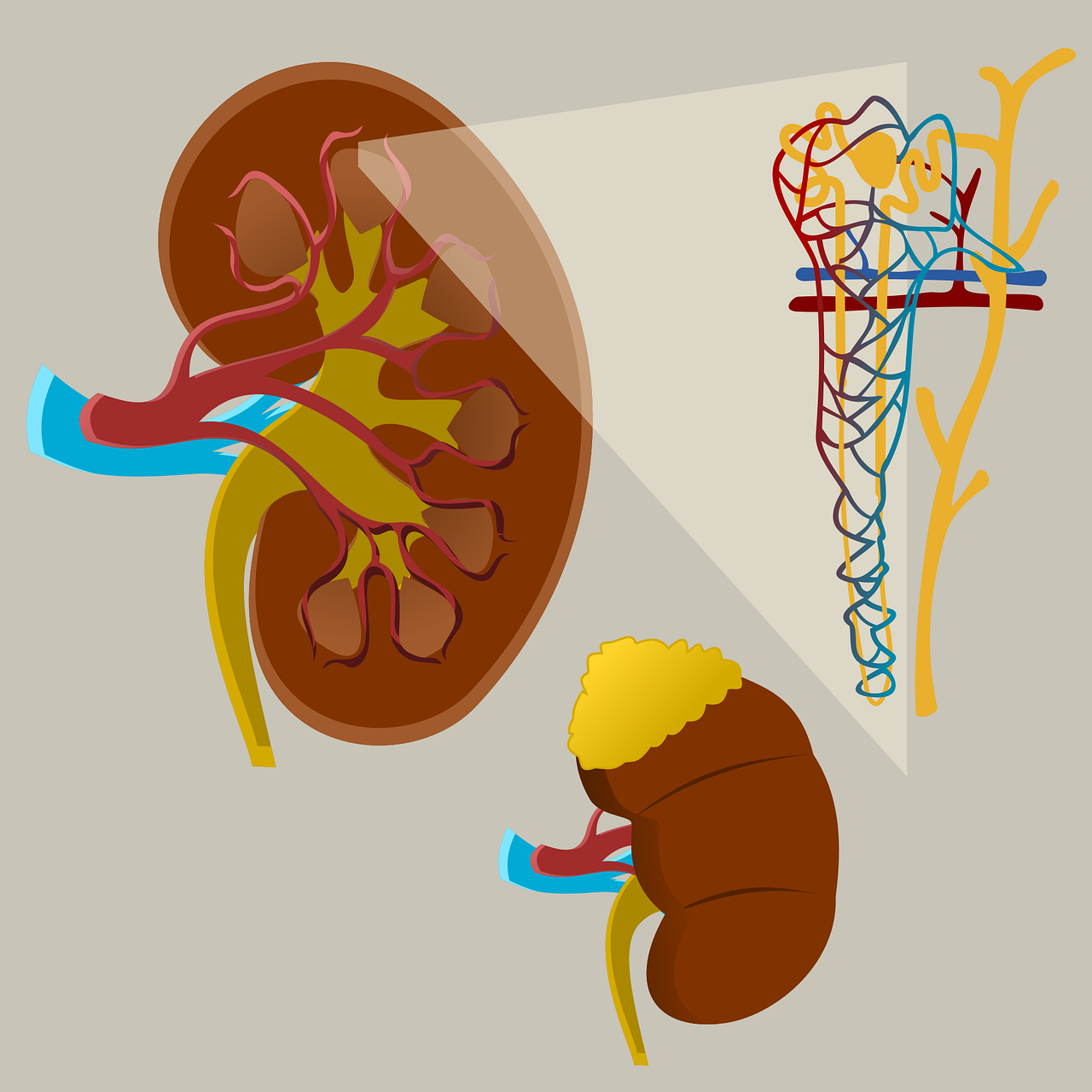 kidney 5919647 1280